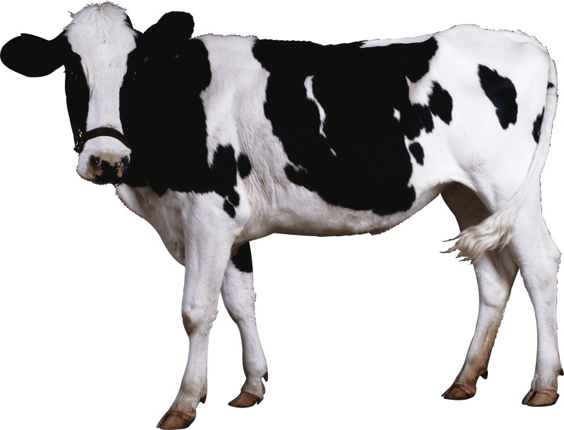 Agropecuária